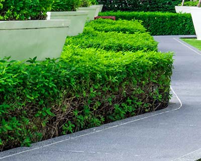 Landscape Construction
