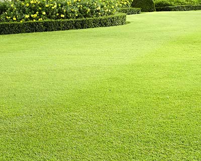 Lawn Care